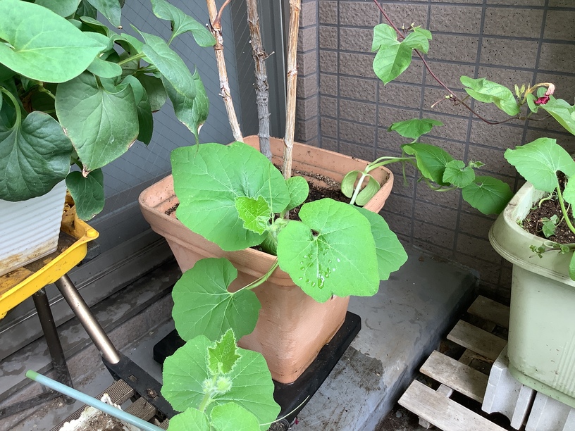 歩きたくなるくらいの穏やかな気候、とときまして、コロナ対策の支援対応と解く。そのこころは。。。